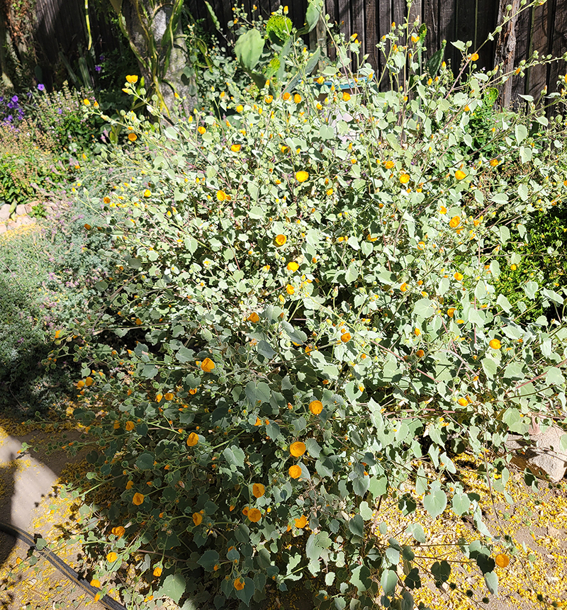 Superstition mallow – July 18, 2025