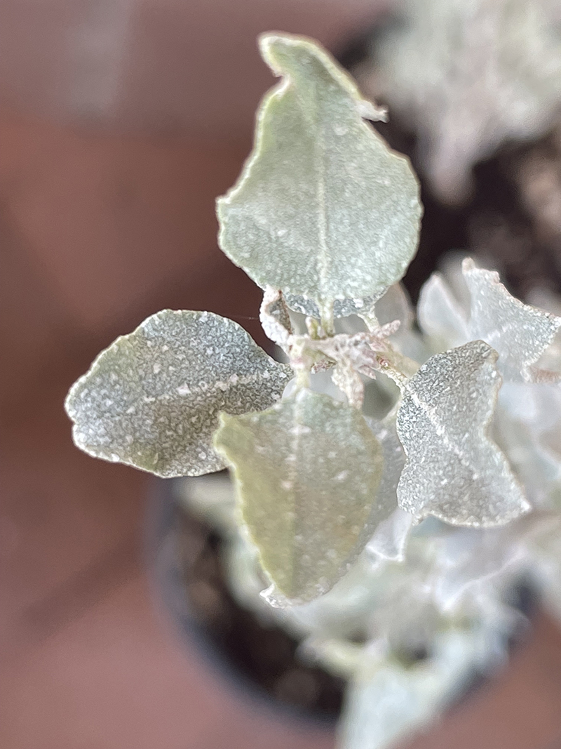 Quailbush