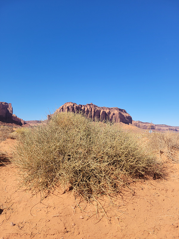 Ephedra torreyana + hogans!